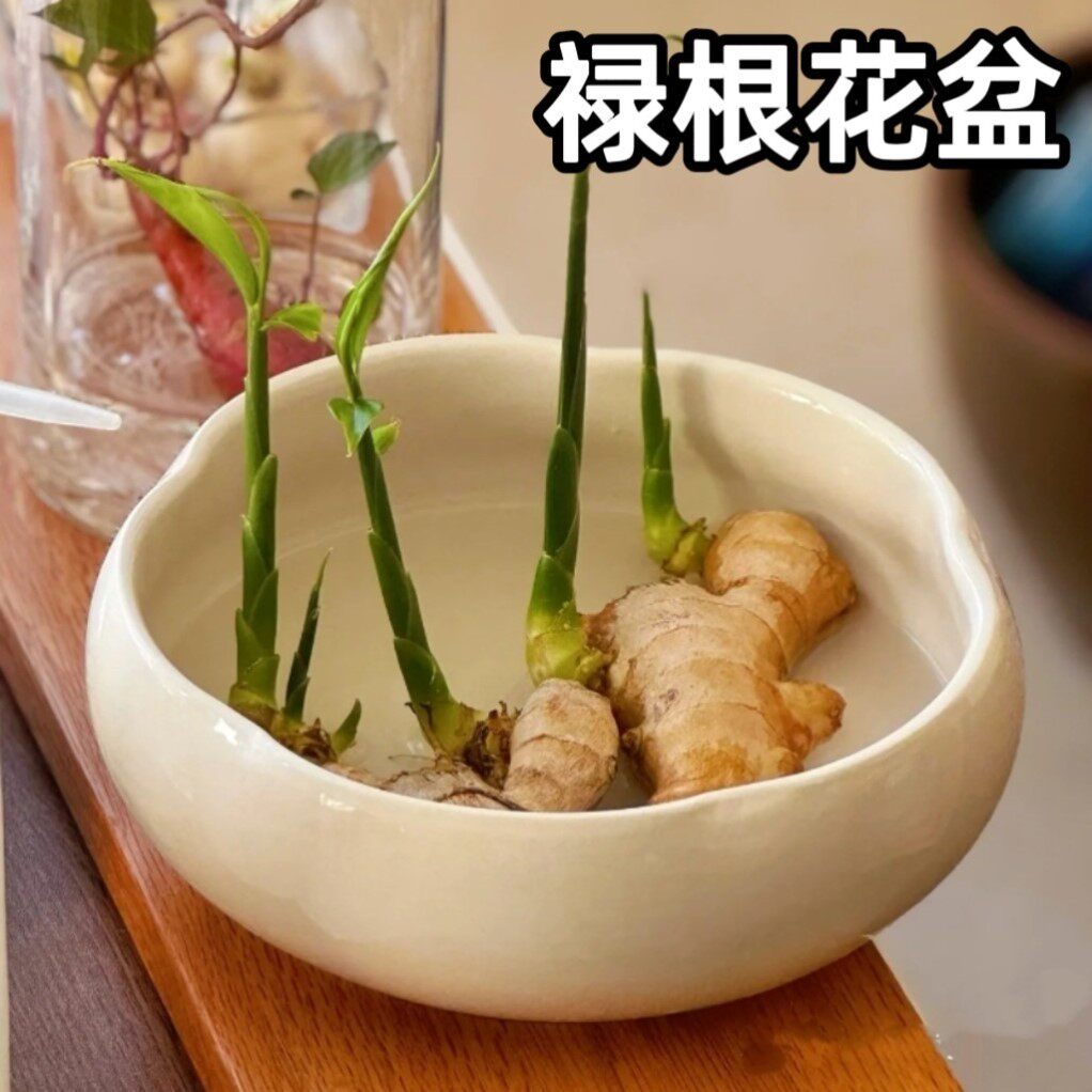 禄根花盆禅意办公室桌面土培陶瓷器皿种植生姜专用盆栽养禄根的盆