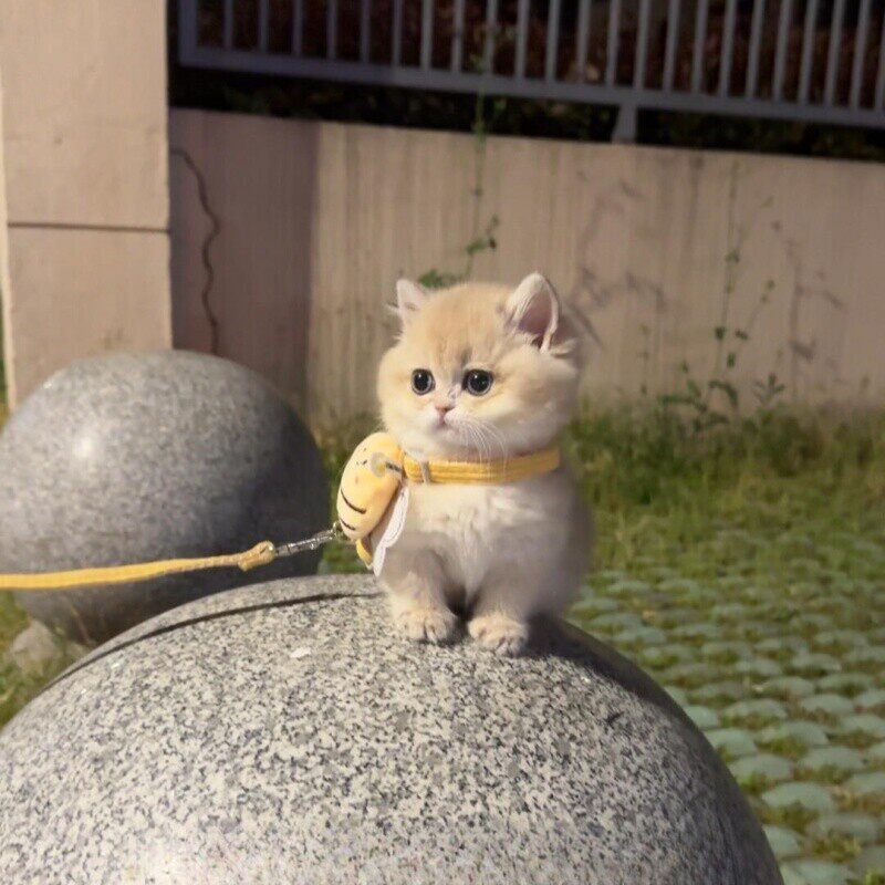 小蜜蜂猫咪牵引绳防挣脱外出专用背心式宠物狗狗牵引绳小型犬可爱