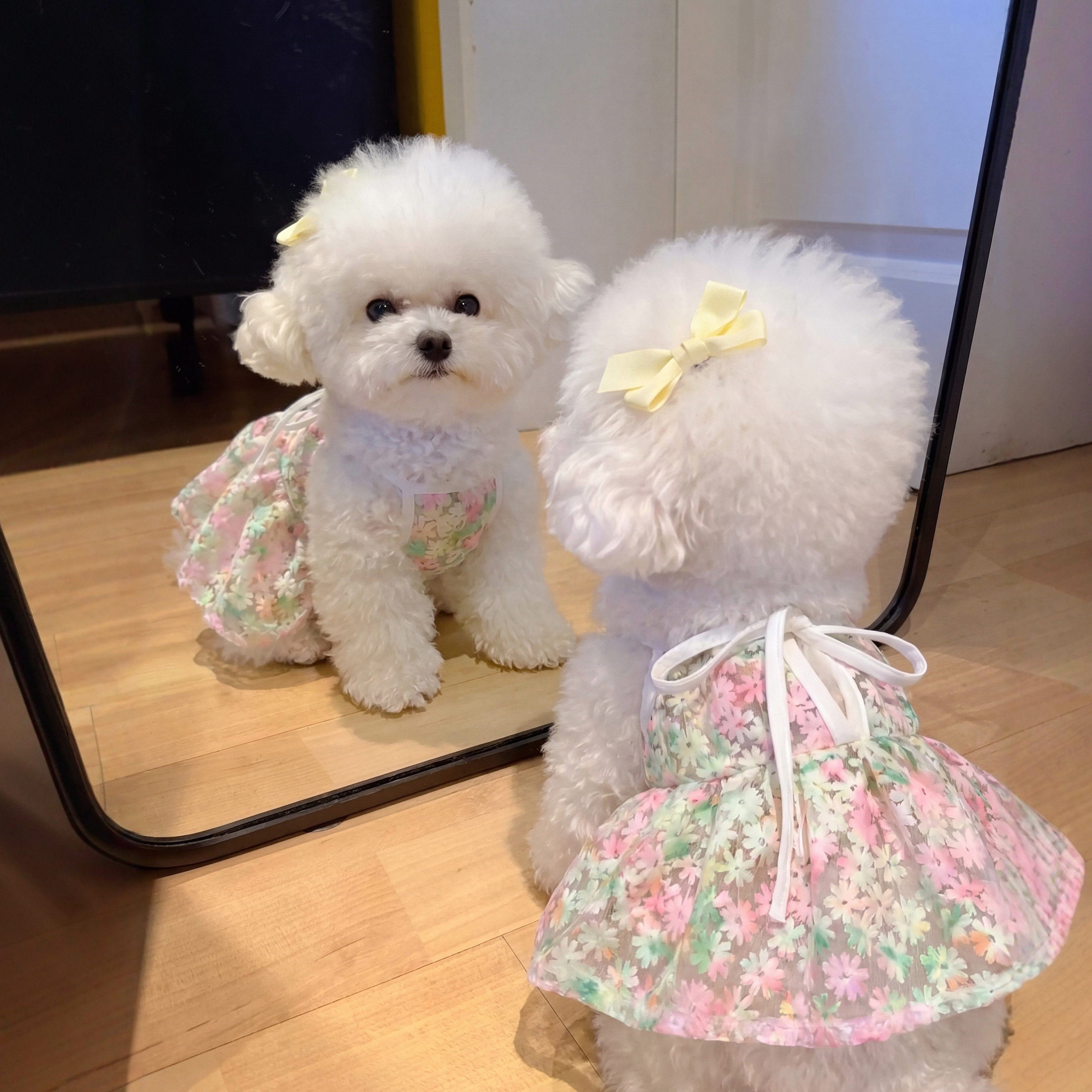 狗狗衣服小狗宠物夏天薄款夏背心比熊小型犬小猫防掉毛2026新款