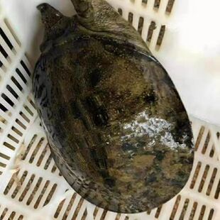 高品质野外放养青黑华甲鱼 老鳖 水鱼团鱼顺丰运到保活