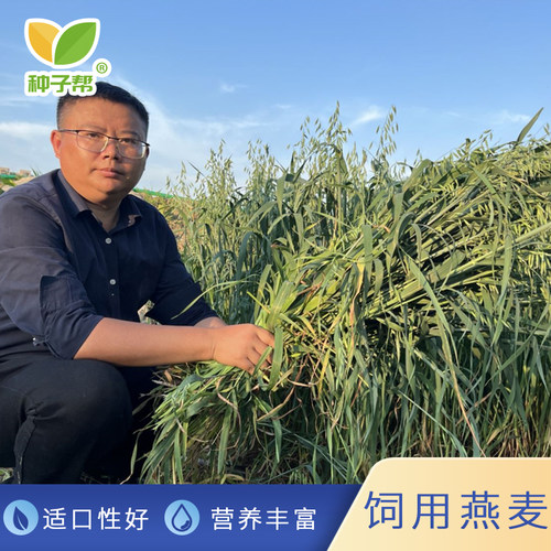 燕麦草种子春秋播耐旱高产牛羊用