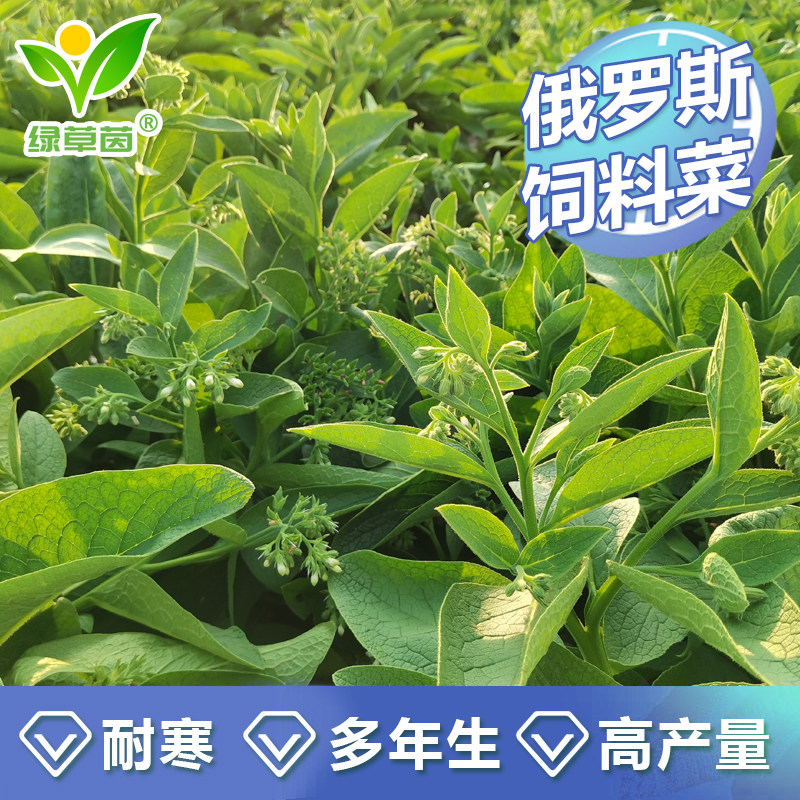 俄罗斯饲料菜根苗聚合草种子多年生高产饲养家禽牲畜喂猪蛋白牧草