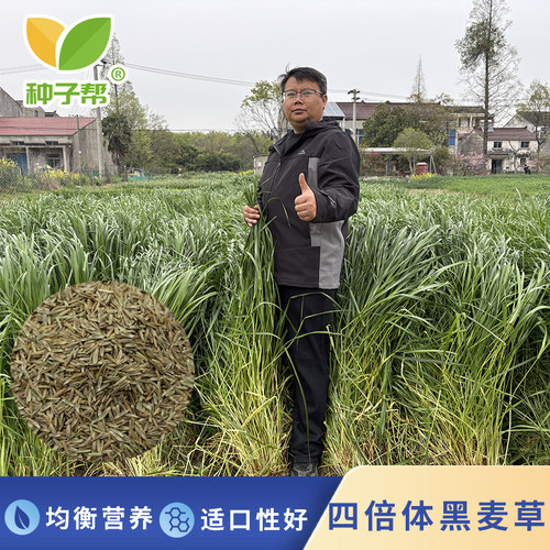 四倍体黑麦草种子适口性好