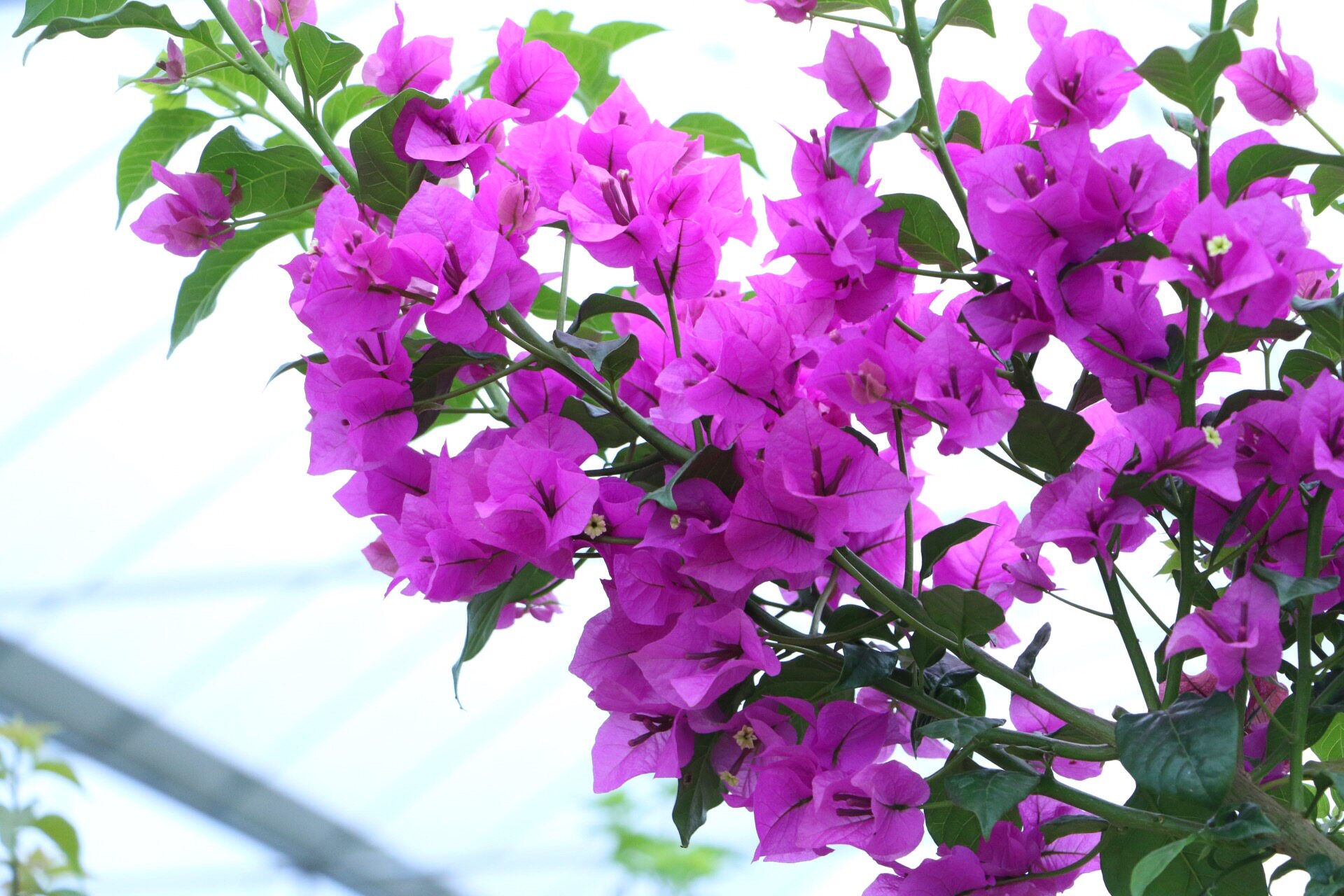 漫野花卉|三角梅 安格斯 胭脂红玫瑰红同安红扦插苗 原盆带花发货