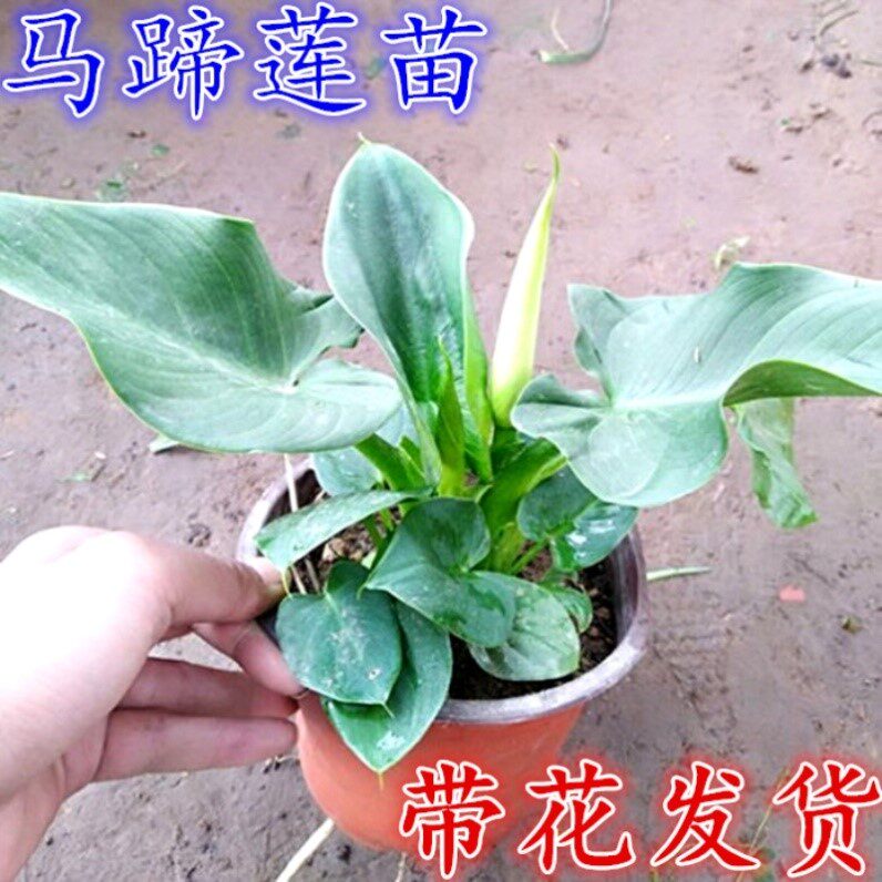 马蹄莲盆栽带花适合阳台种的植物花草植物盆栽室内四季好养绿植