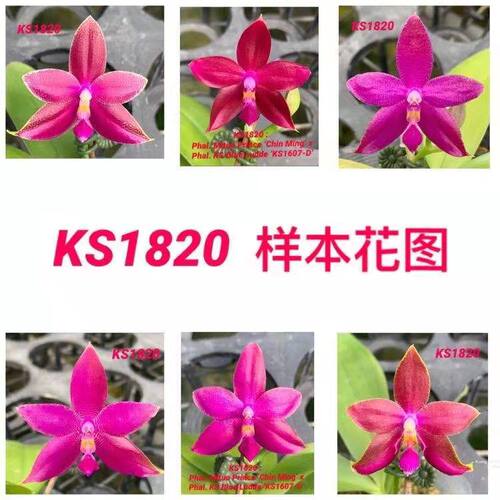 杰哥兰花园 Phal.Miki Red Star 美琪红星原生种蝴蝶兰珍奇类浓香