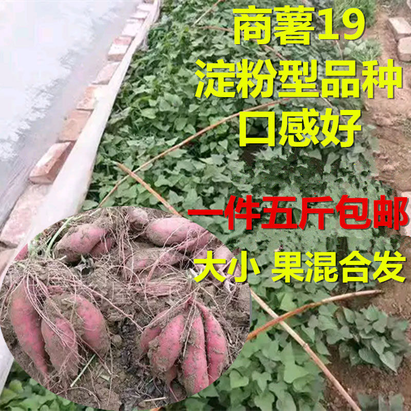 江西商薯19红皮白心薯地瓜红薯白心番薯淀粉品种5斤可以催芽盆栽