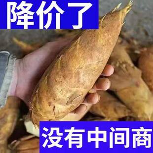 江西新鲜冬笋现挖5斤野生黄泥拱带壳竹笋10斤农家嫩笋楠竹笋蔬菜