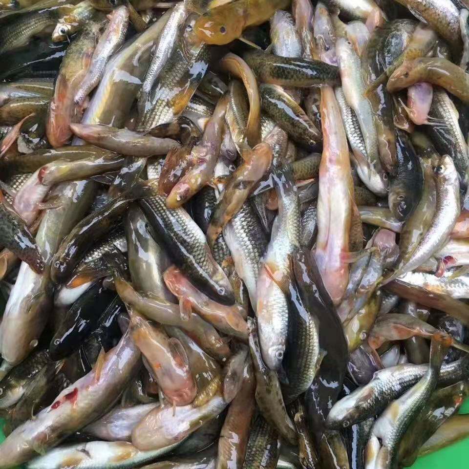 江西新鲜杂鱼水产冰鲜小鱼仔淡水去肚鱼马口鱼桃花鱼溪哥冷冻鲜活