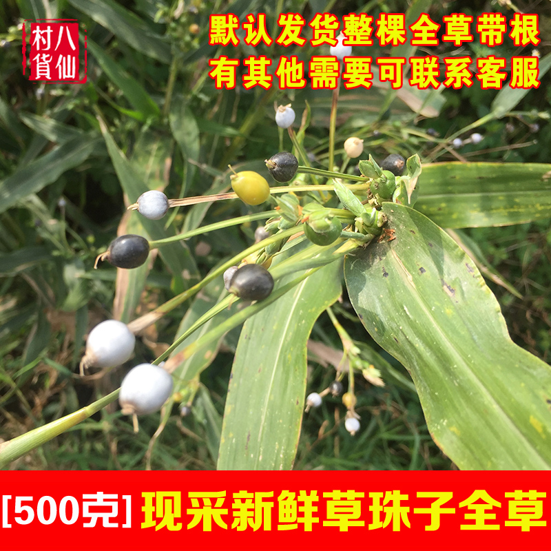 新鲜薏苡草珠子全草广