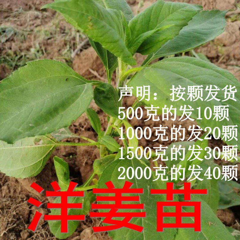 现挖现发新鲜洋姜苗胰岛果苗包活鬼子姜甜阳姜菊芋姜不辣带芽发货
