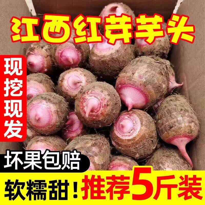 江西上饶铅山红芽芋头发芽芋子