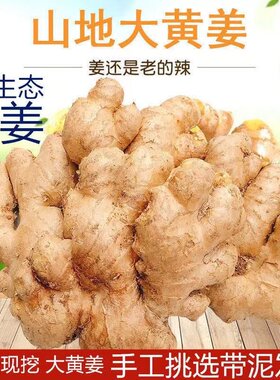 四川老姜生姜新鲜大黄姜老姜母干