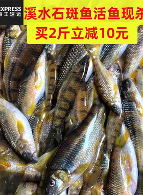 江西新鲜杀好淡水鱼小溪石斑鱼鲜