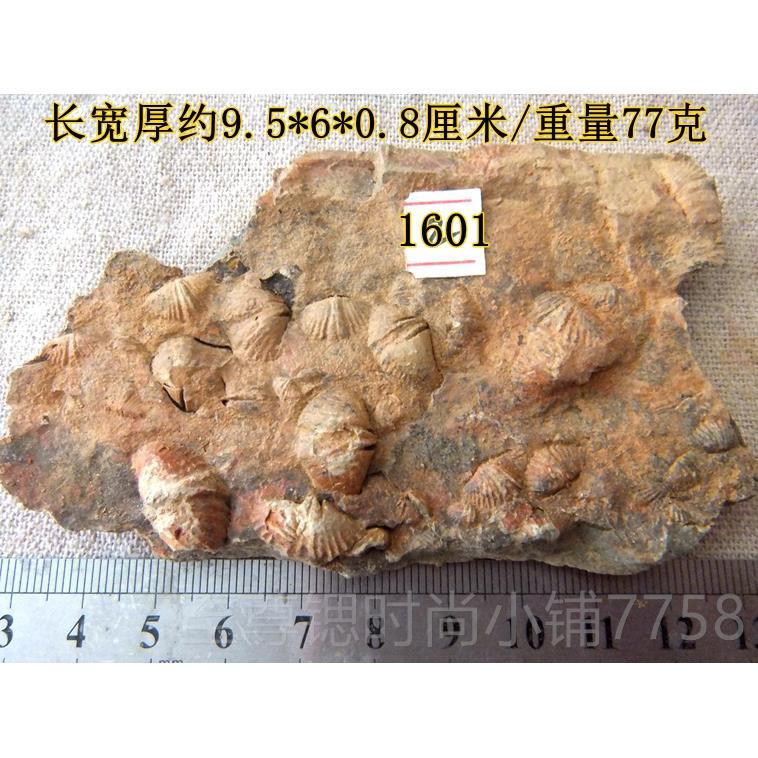 正品群聚共彩色石燕放贝化石摆材动物怀旧海洋古生物科普生标本石