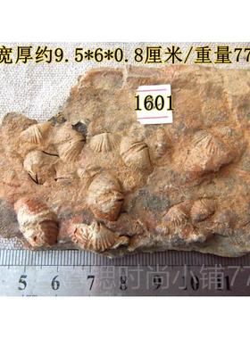 正品群聚共彩色石燕放贝化石摆材动物怀旧海洋古生物科普生标本石