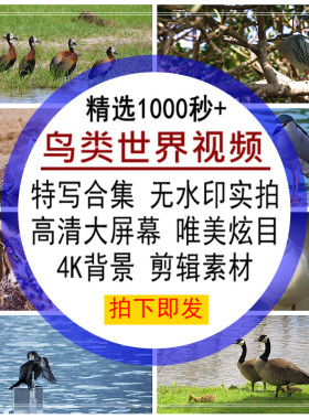 鸟类世界视频合集特写实拍唯美炫目LED大屏动态4K自媒体剪辑素材