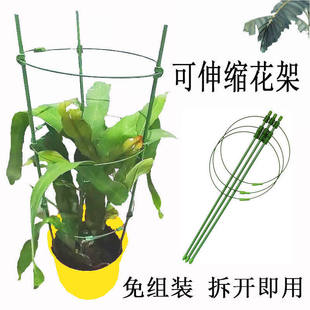 昙花专用支架可伸缩令箭球兰蓝雪花金钱树朱顶红虎皮兰护叶爬藤架