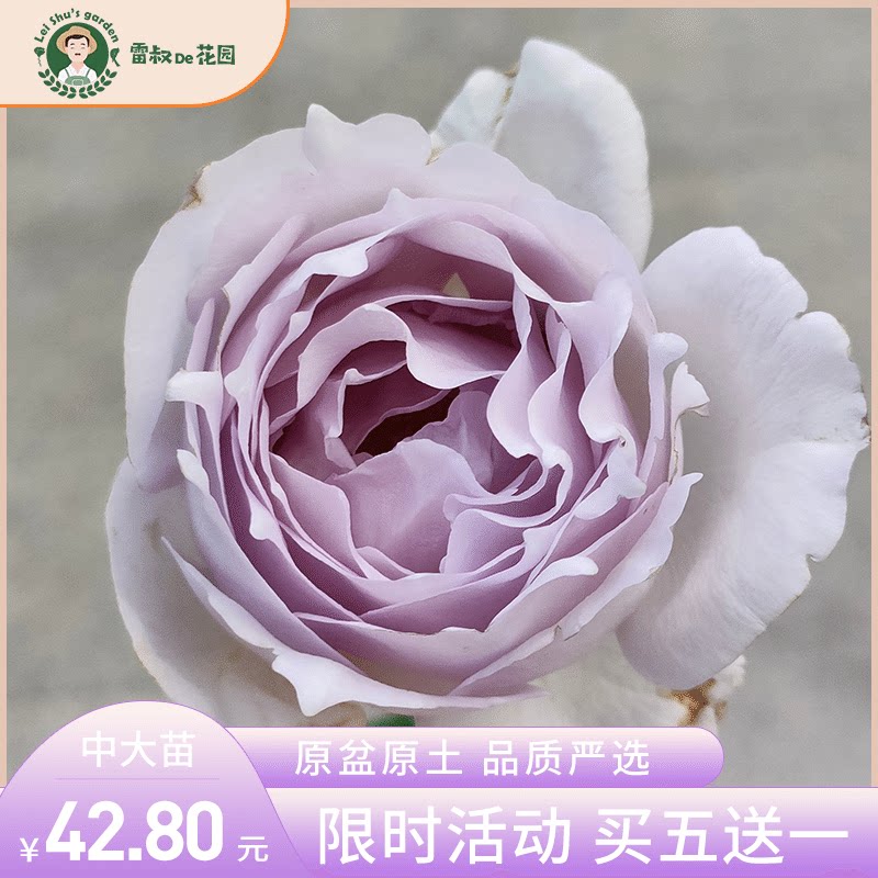 雷叔的花园路西法灌木月季花苗带盆栽好四季开花阳台庭院浓香型