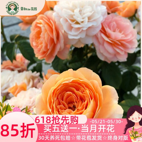 果汁阳台超火单品盆栽好多季开花