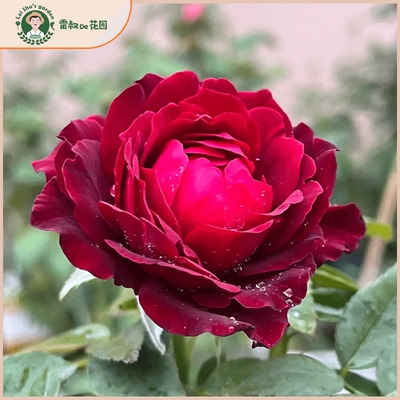 雷叔家詹尼斯灌木月季花苗带盆栽好四季开花阳台庭院红观赏色玫瑰