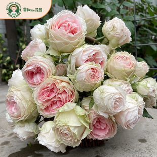 雷叔的花园门廊绒球月季花苗多季开花阳台庭院盆栽微型月季勤开