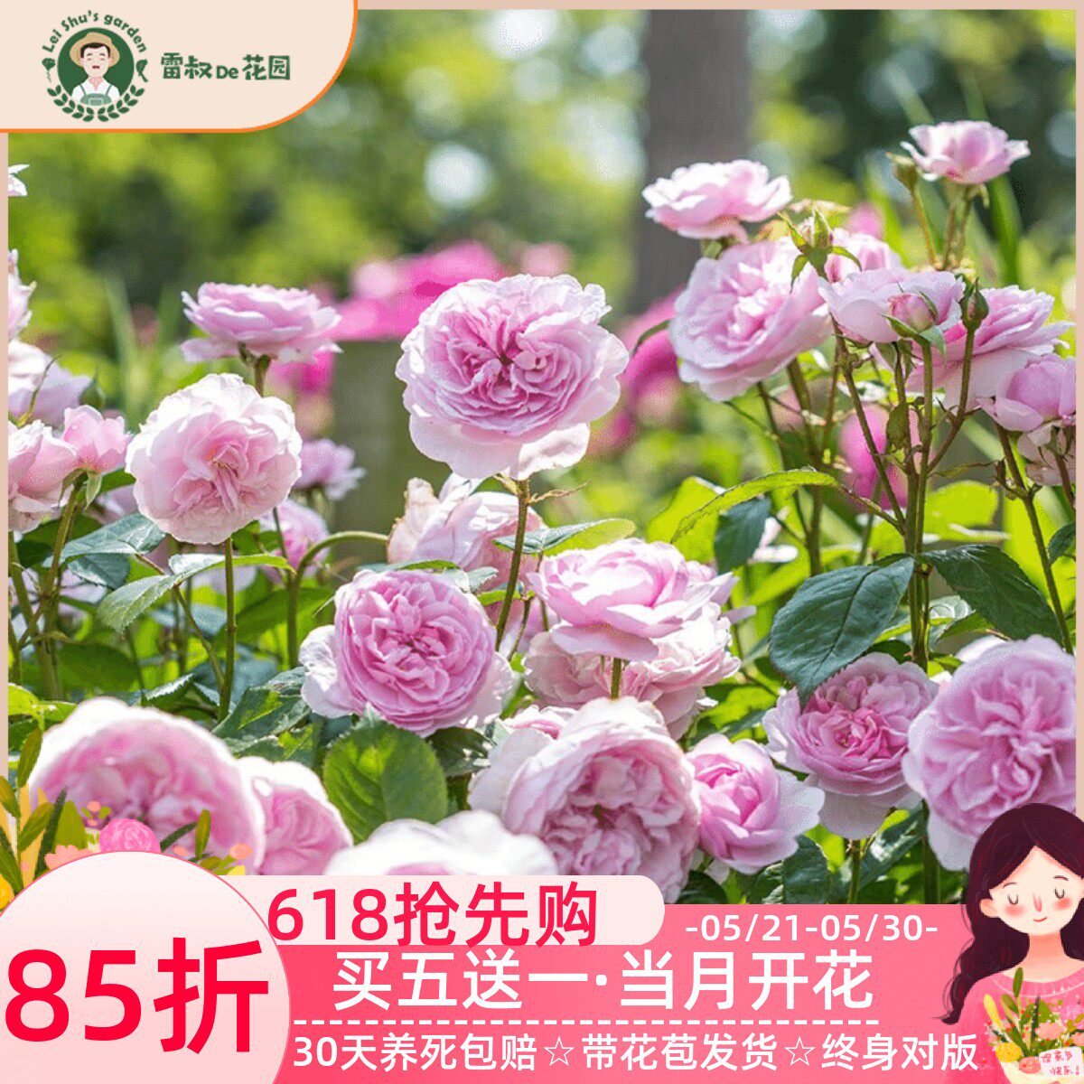 雷叔的花园奥利维亚月季花灌木勤花带盆栽好阳台庭院花型优雅抗病