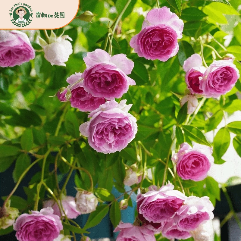 玛姬婶婶花量巨多带盆栽好浓香型