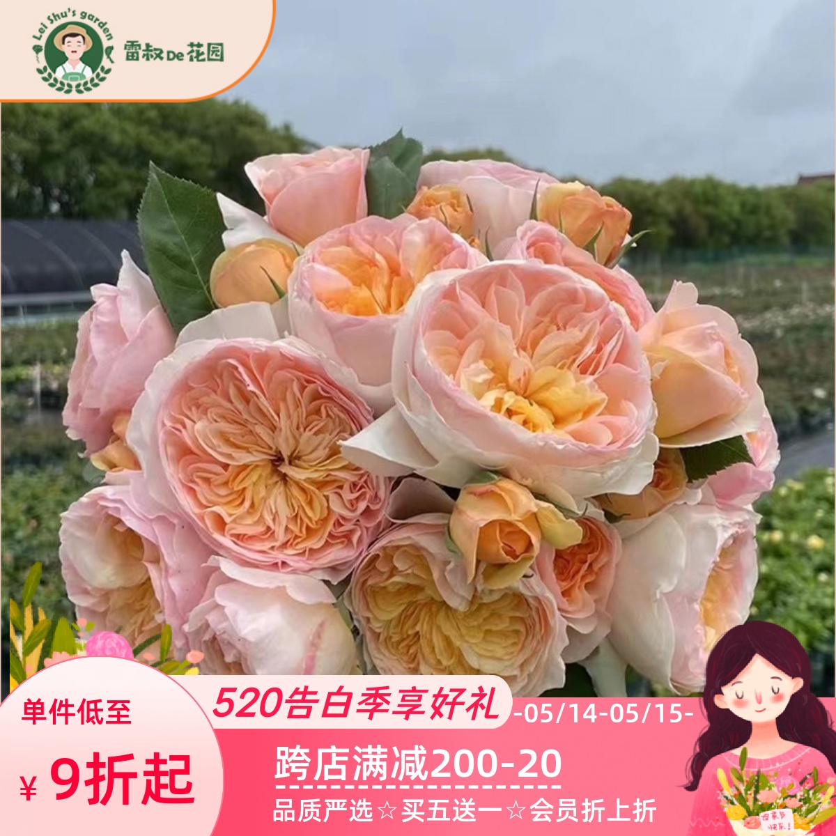 朱丽叶月季花苗特大花庭院阳台欧月切花玫瑰四季开花灌木室外