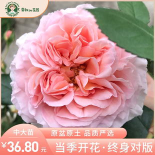 雷叔 开花浓香庭院花卉盆栽 花园亚伯拉罕月季 花苗灌木爬藤四季