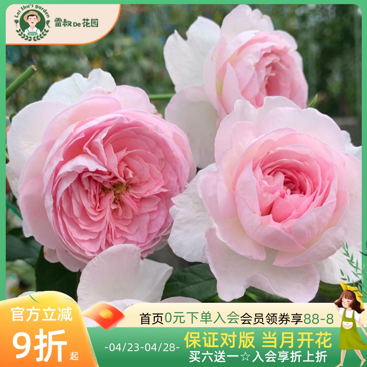 雷叔的花园我的心月季花苗盆栽花卉抗病四季开花不断阳台庭院浓香