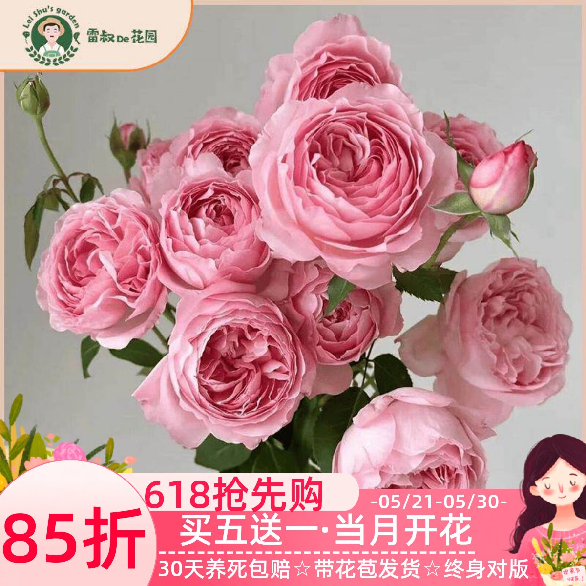 雷叔家杨玉环月季玫瑰花苗带盆栽好直立灌木切花大花型阳台庭院