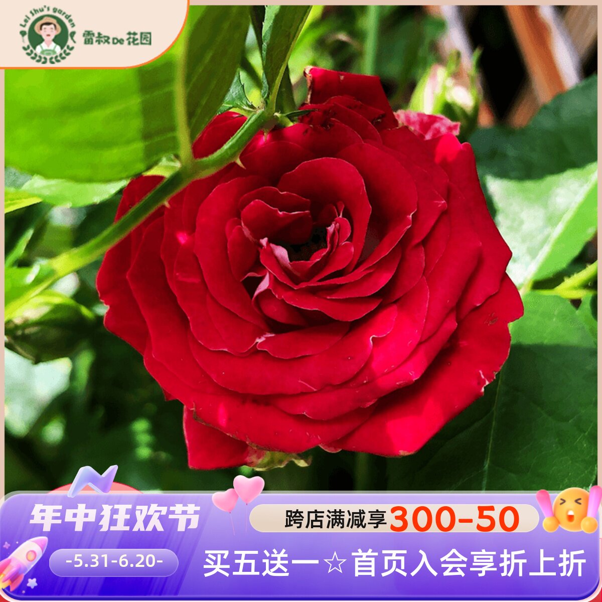 雷叔的花园红宝石冰月季花中苗四季开花抗病勤花绿植盆栽阳台庭院