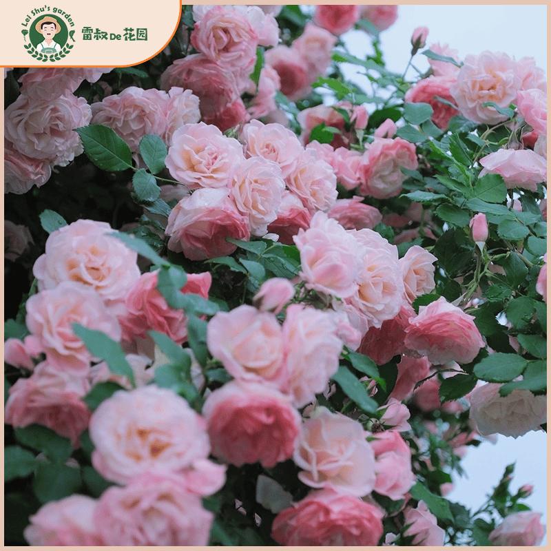 雷叔家藤樱霞月季玫瑰花苗爬藤拱门花墙带盆栽好多季开花庭院地载