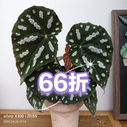 夜间福利链接 王先森的花园