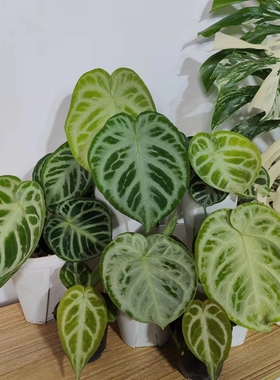 铜锣烧银刷子花烛天南星科ins热植王先森的花园