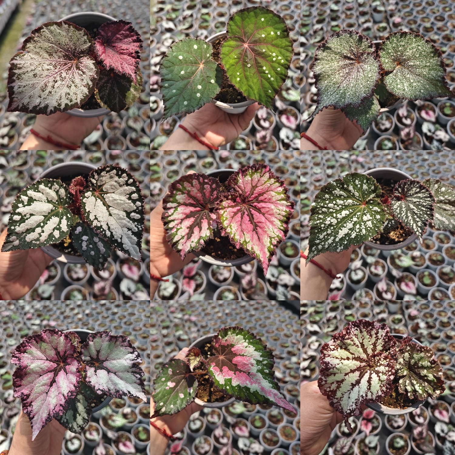 秋海棠雜菜 王先森的花園