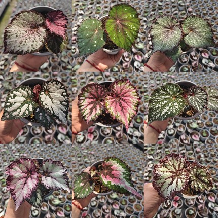 秋海棠杂菜 王先森的花园