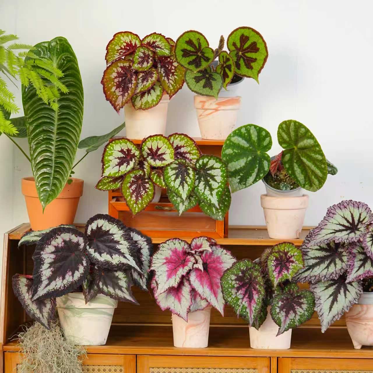 秋海棠高颜值合集 巨好看室内热植绿植简单好养 王先森的花园
