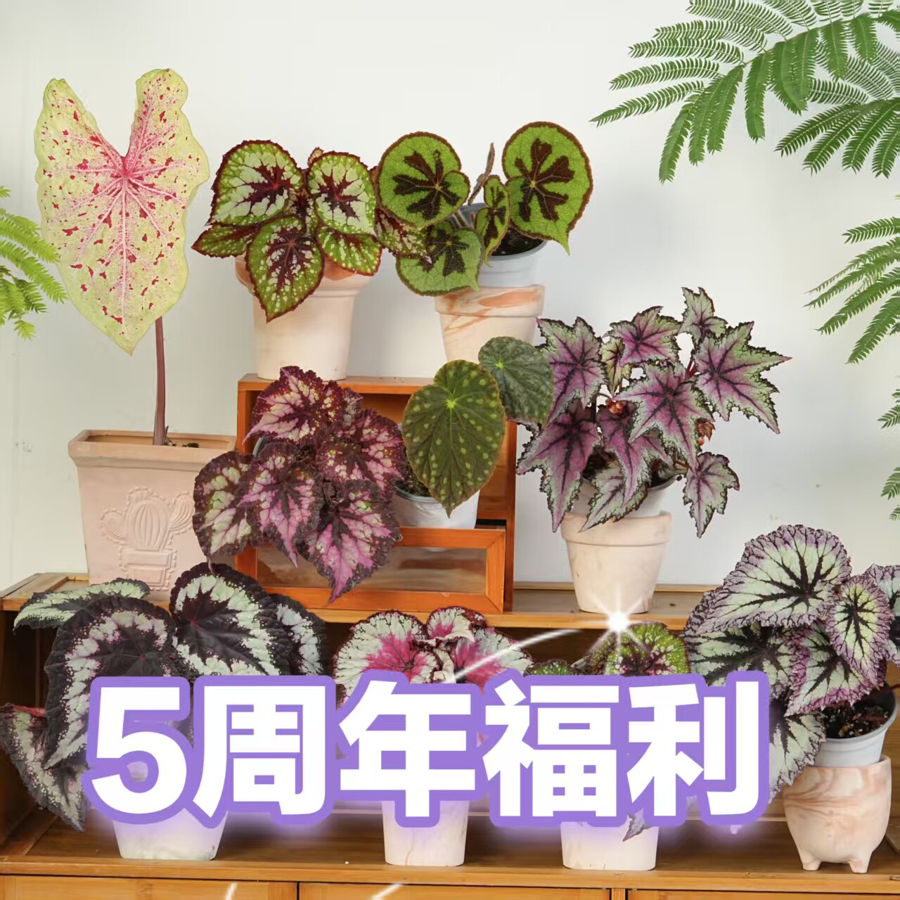 五周年特别2号福利链接 王先森的花园 - 实物图