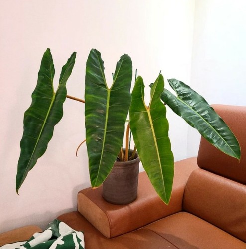 橙柄蔓绿绒锦ins热植王先森的花园