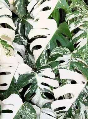 荷兰进口白锦龟背洒金花叶日本龟背竹ins风室内阳台客厅绿植盆栽
