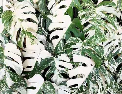 荷兰进口白锦龟背洒金花叶日本龟背竹ins风室内阳台客厅绿植盆栽