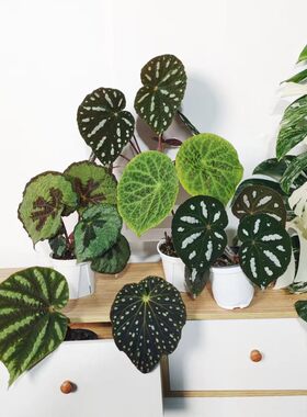 原生秋海棠合集 王先森的花园 室内花卉花盆绿植盆栽