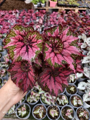 自育杂菜新品秋海棠 王先森的花园