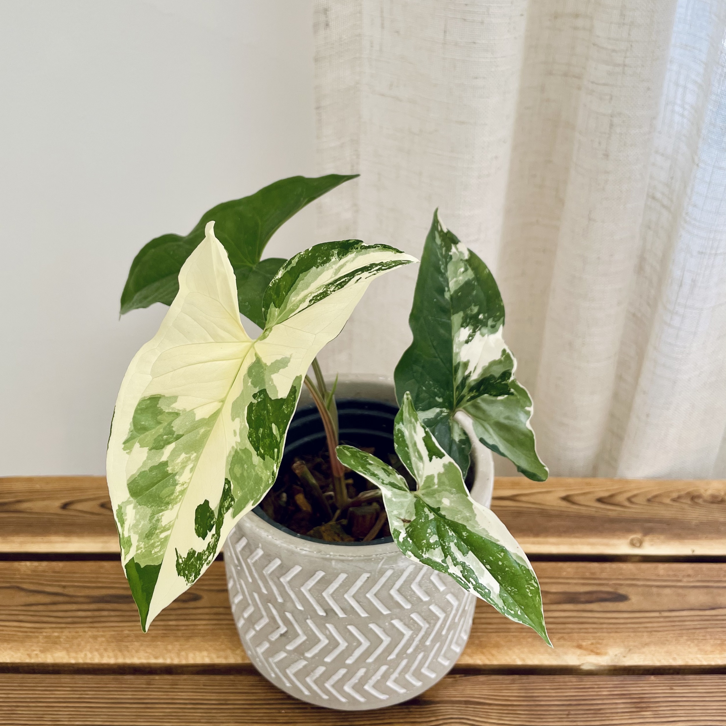 白锦合果芋 三王莫吉托牛奶 ins风室内观叶植物