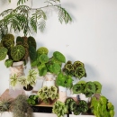 室内绿植热带植物ins风小清新 花园 绿色系秋海棠合集 王先森