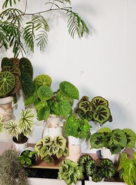 绿色系秋海棠合集  王先森的花园 室内绿植热带植物ins风小清新