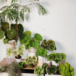 室内绿植热带植物ins风小清新 花园 绿色系秋海棠合集 王先森