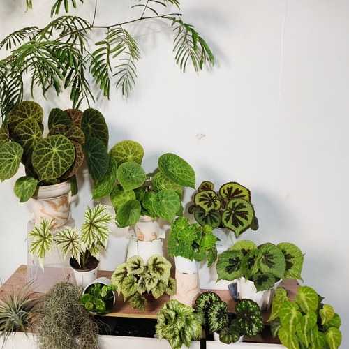 绿色系秋海棠合集  王先森的花园 室内绿植热带植物ins风小清新